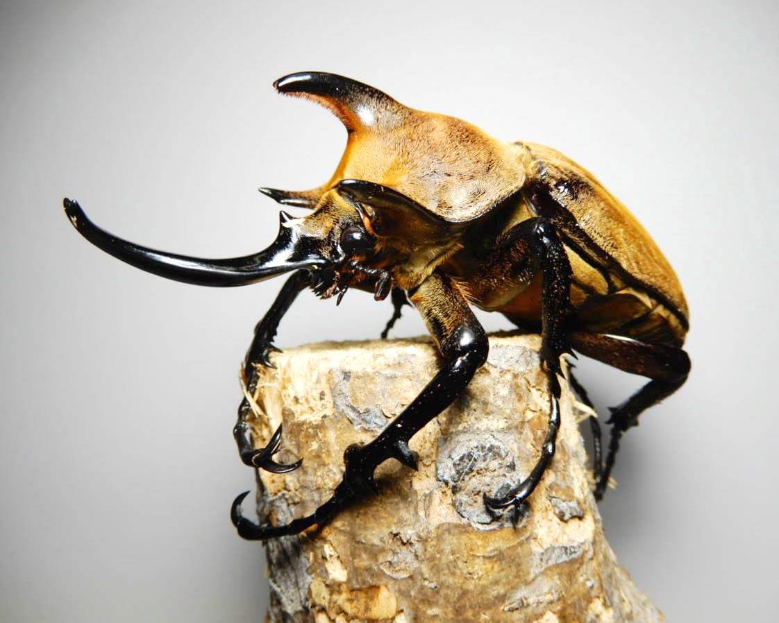 ⨂ Larvae - Elephant Rhino Beetle, (Megasoma typhon) - Richard’s Inverts