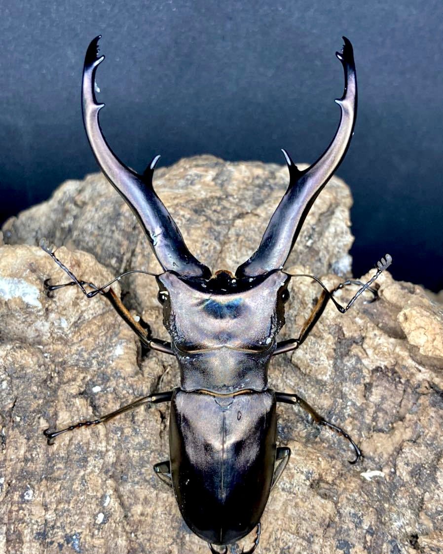 Larvae - Emperor Stag Beetle, (Cyclommatus imperator) - Richard’s Inverts
