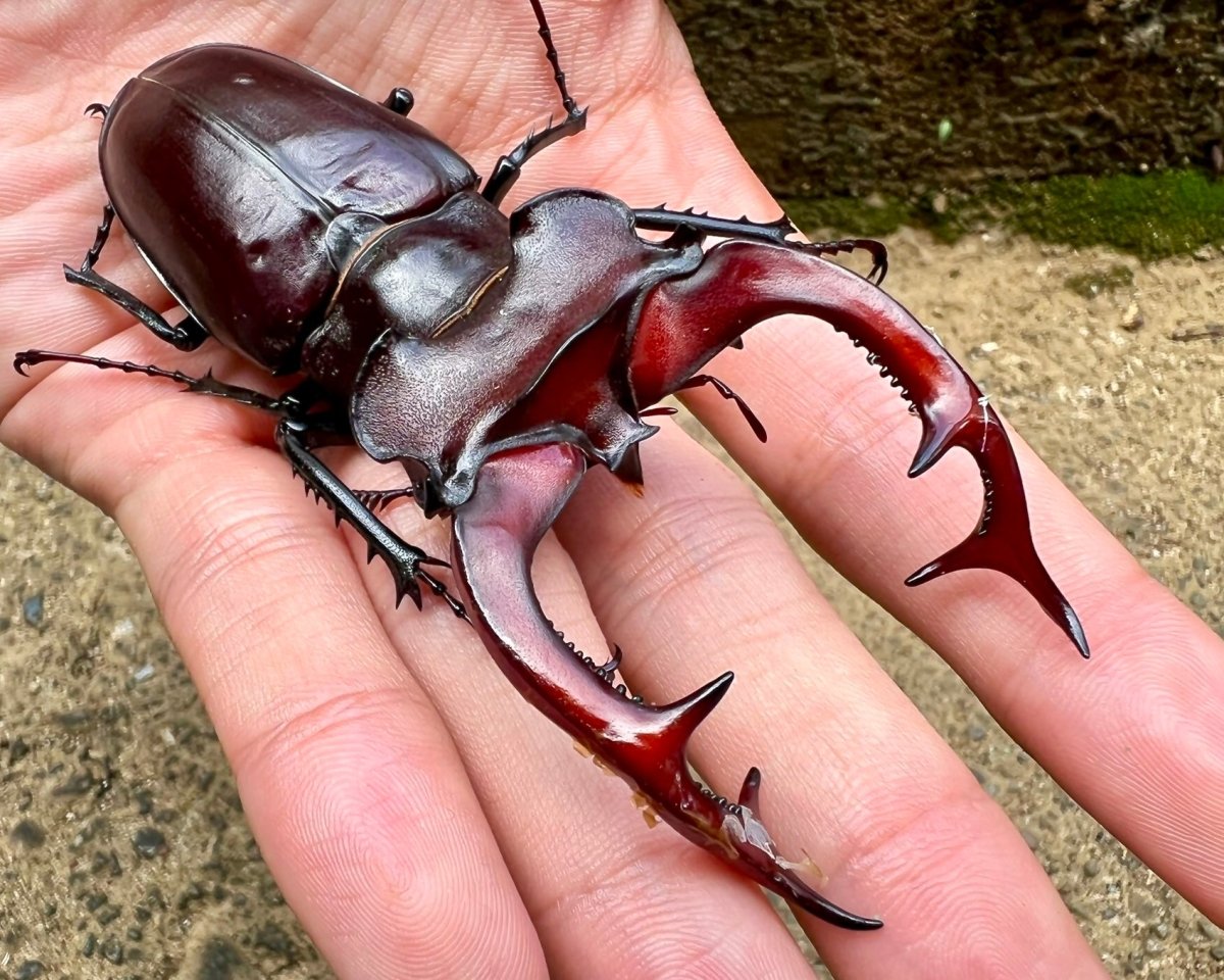 Larvae - European Stag Beetle, (Lucanus akbesianus) - Richard’s Inverts