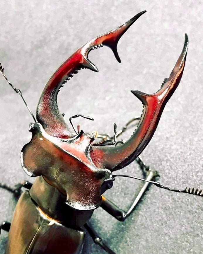 Larvae - European Stag Beetle, (Lucanus akbesianus) - Richard’s Inverts