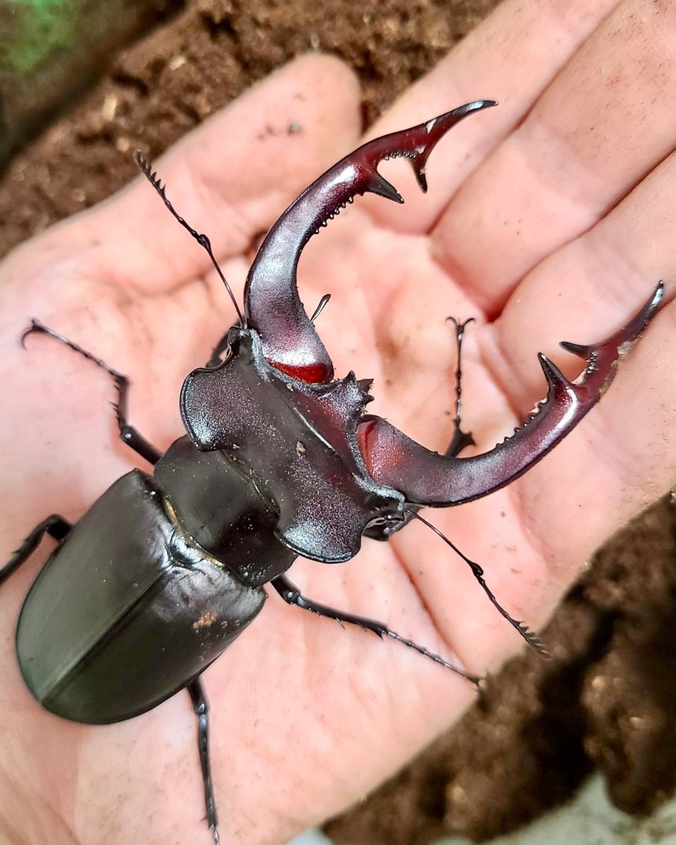 Larvae - European Stag Beetle, (Lucanus akbesianus) - Richard’s Inverts
