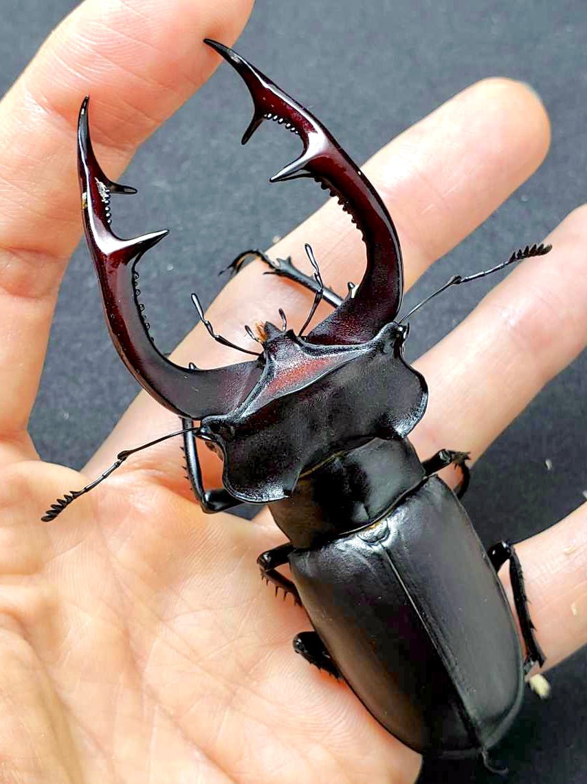 Larvae - European Stag Beetle, (Lucanus akbesianus) - Richard’s Inverts