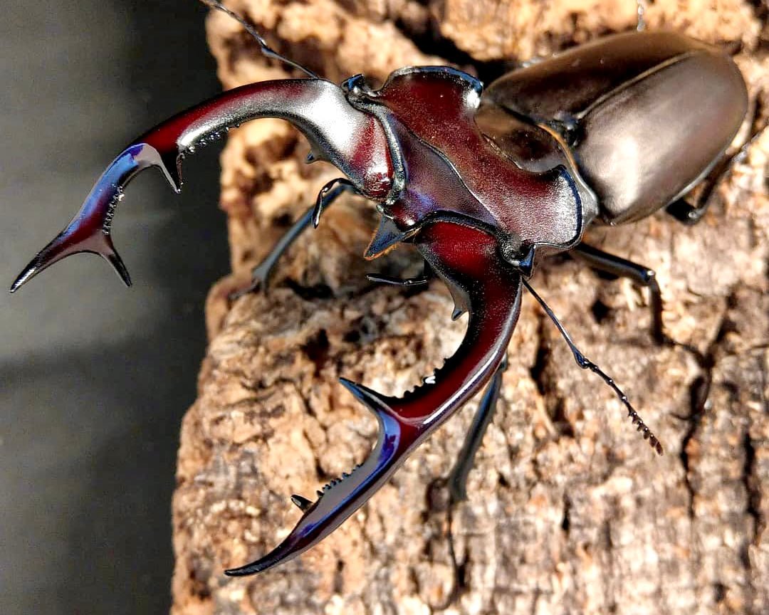 Larvae - European Stag Beetle, (Lucanus akbesianus) - Richard’s Inverts