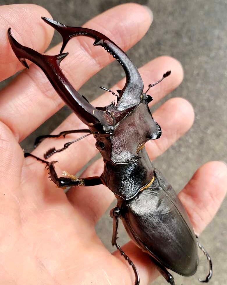 Larvae - European Stag Beetle, (Lucanus akbesianus) - Richard’s Inverts
