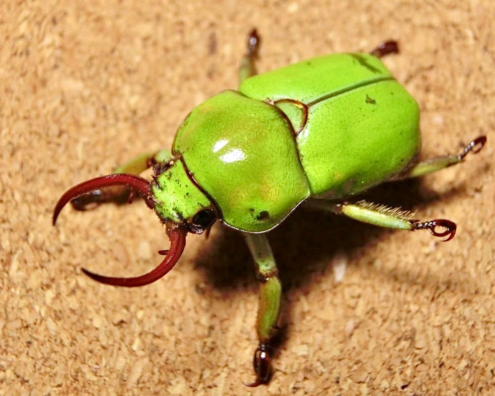 Larvae - Fanged Flower Beetle, (Fruhstorferia dohertyi) - Richard’s Inverts