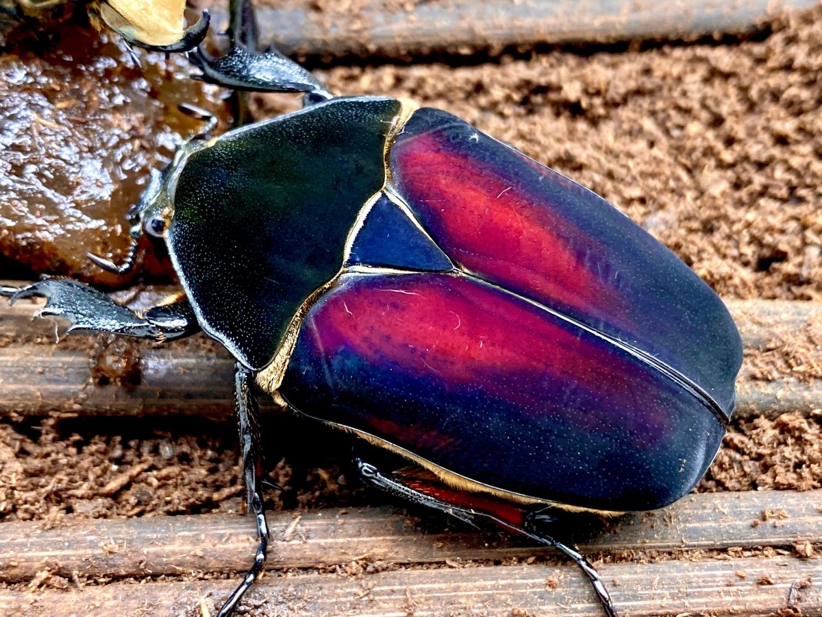 Larvae - "Flame Wings" Giant Flower Beetle, (Mecynorrhina ugandensis) - Richard’s Inverts