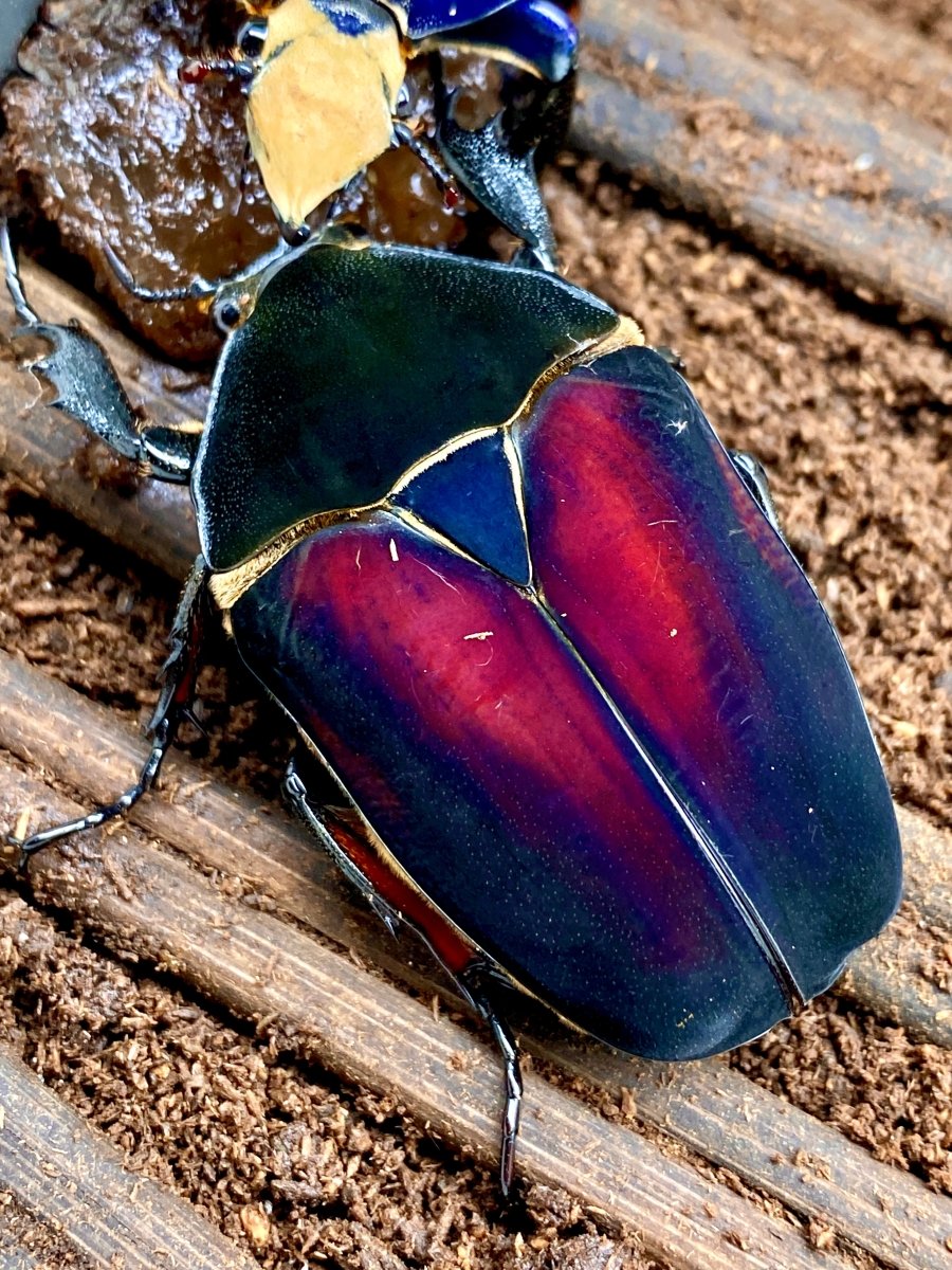 Larvae - "Flame Wings" Giant Flower Beetle, (Mecynorrhina ugandensis) - Richard’s Inverts