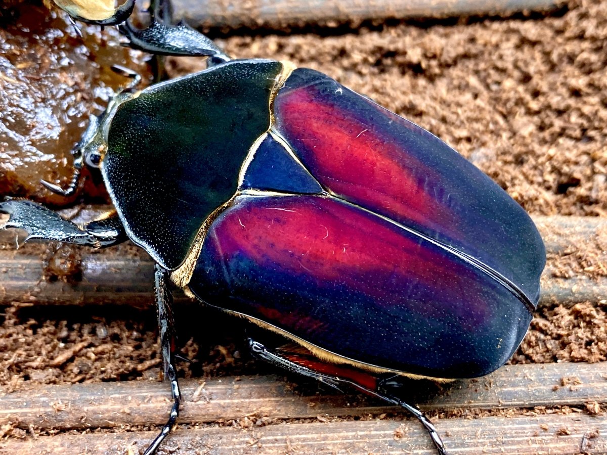 Larvae - "Flame Wings" Giant Flower Beetle, (Mecynorrhina ugandensis) - Richard’s Inverts