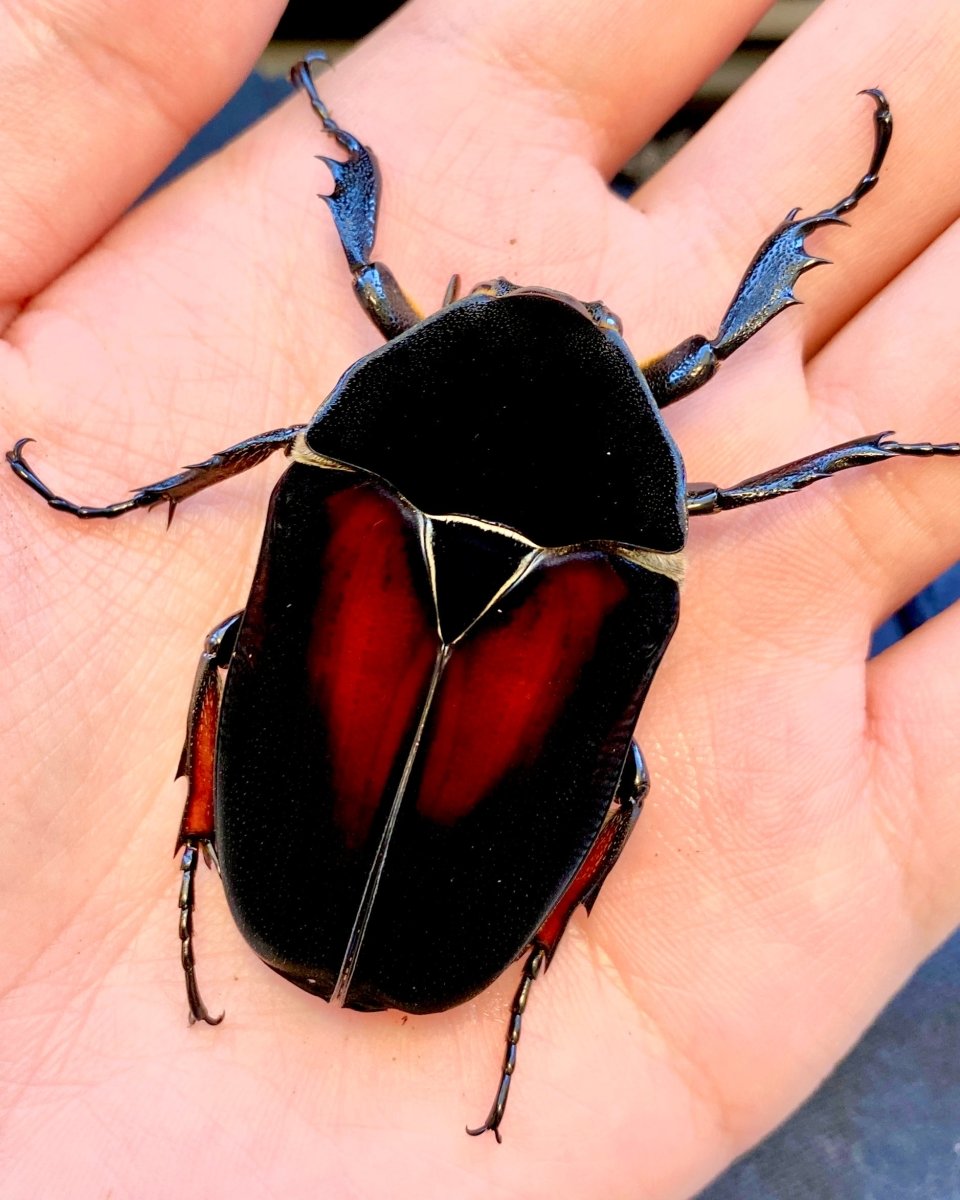 Larvae - "Flame Wings" Giant Flower Beetle, (Mecynorrhina ugandensis) - Richard’s Inverts