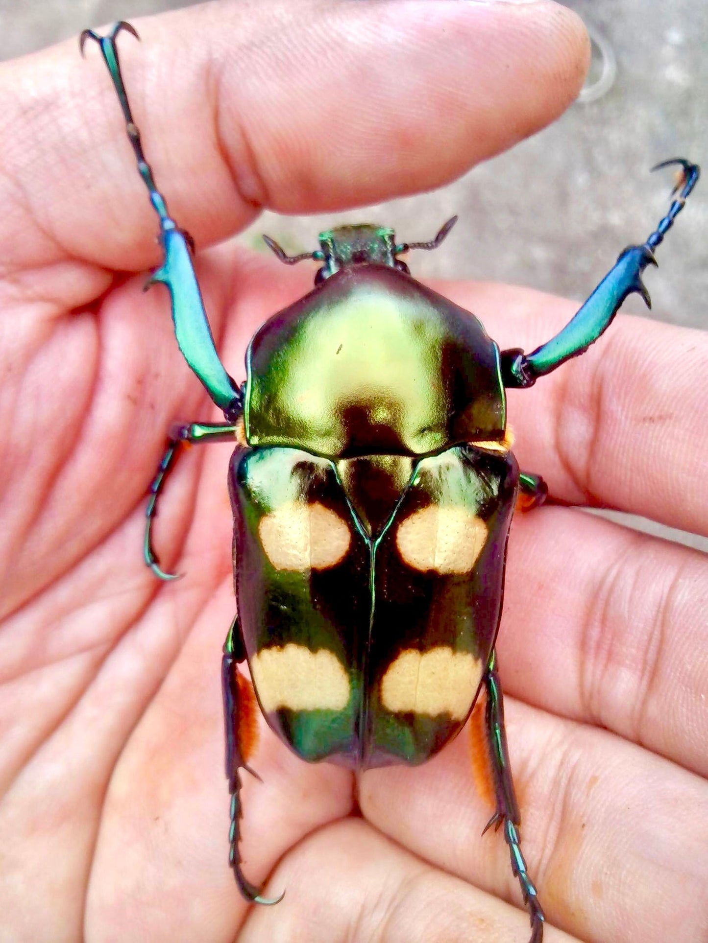 Larvae - Four Spot Flower Beetle, (Jumnos ruckeri) - Richard’s Inverts