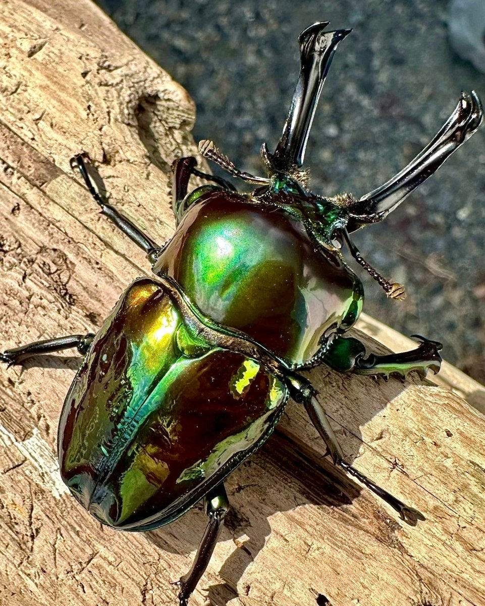 Larvae - "Fullmetal Emerald" Rainbow Stag Beetle, (Phalacrognathus muelleri) - Richard’s Inverts