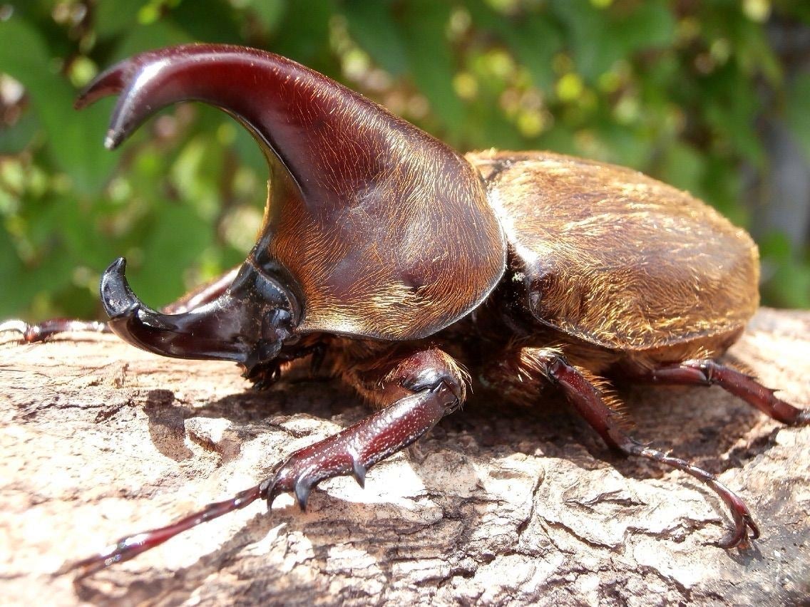 ⨂ Larvae - Fuzzy Rhino Beetle, (Xylotrupes pubescens) - Richard’s Inverts