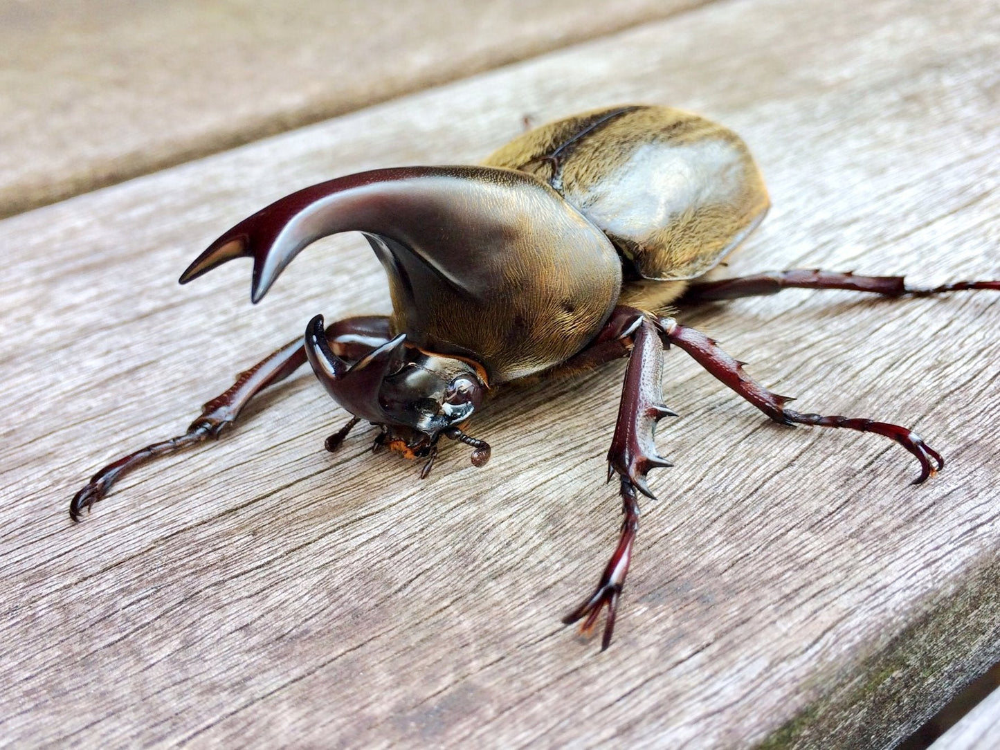 ⨂ Larvae - Fuzzy Rhino Beetle, (Xylotrupes pubescens) - Richard’s Inverts