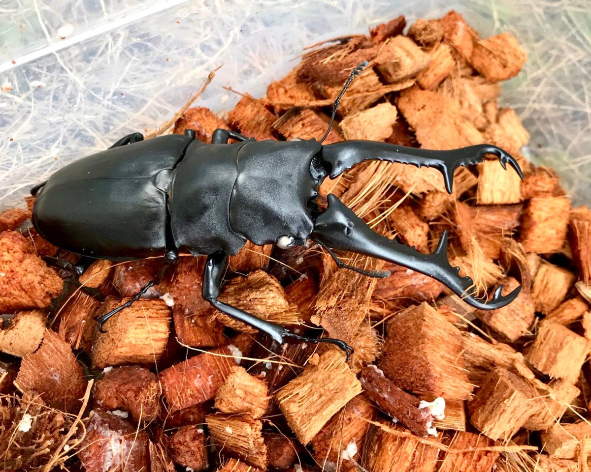 Larvae - "Ghost Eye" Giraffe Stag Beetle, (Prosopocoilus giraffa) - Richard’s Inverts