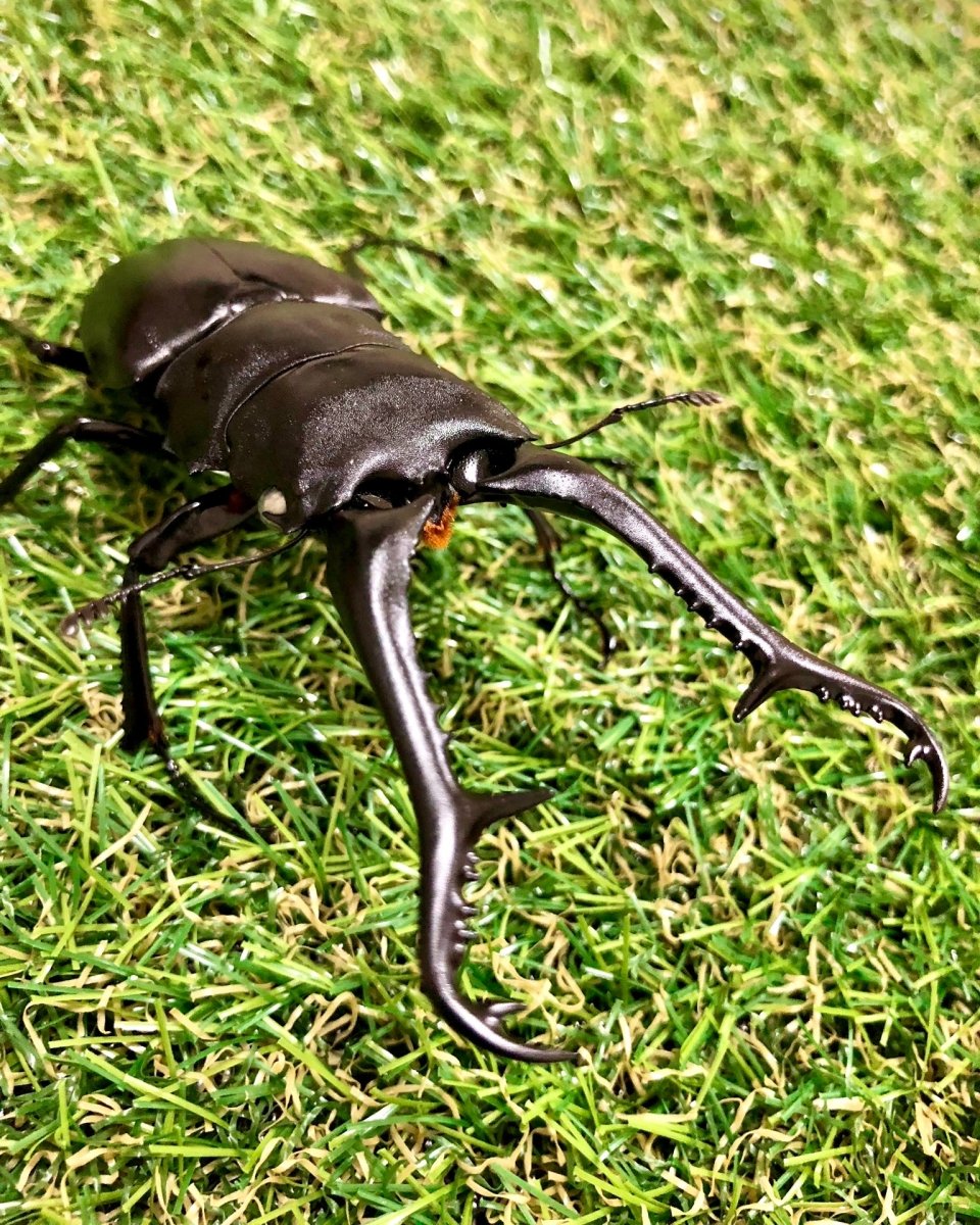 Larvae - "Ghost Eye" Giraffe Stag Beetle, (Prosopocoilus giraffa) - Richard’s Inverts