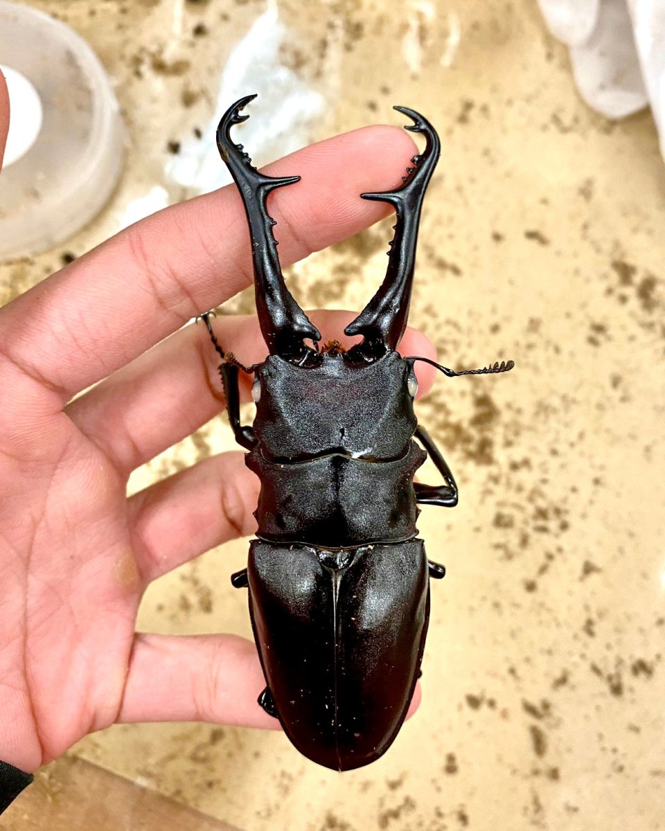 Larvae - "Ghost Eye" Giraffe Stag Beetle, (Prosopocoilus giraffa) - Richard’s Inverts