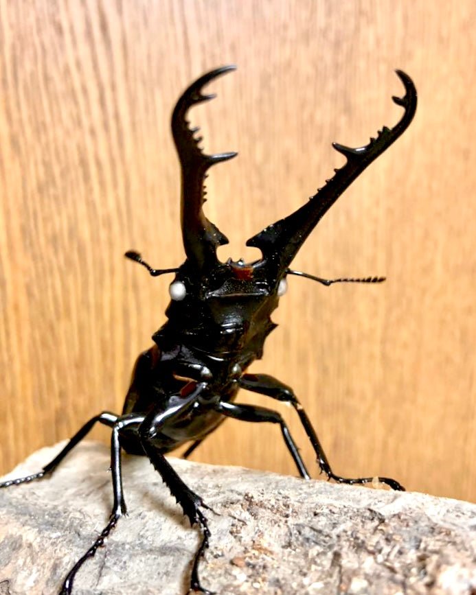 Larvae - "Ghost Eye" Giraffe Stag Beetle, (Prosopocoilus giraffa) - Richard’s Inverts