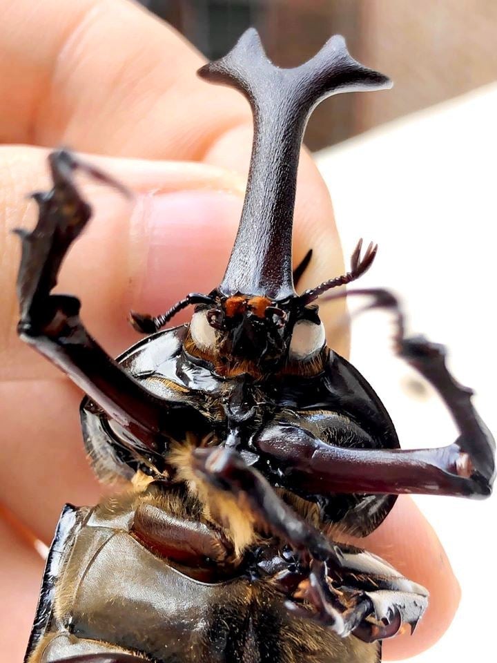 ⨂ Larvae - "Ghost Eye" Japanese Rhino Beetle, (Trypoxylus dichotomus) - Richard’s Inverts