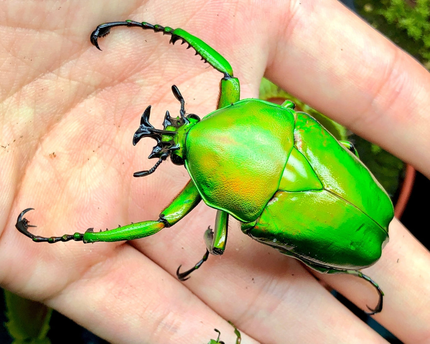 Larvae - Giant Flower Beetle, (Dicronorrhina micans) - Richard’s Inverts