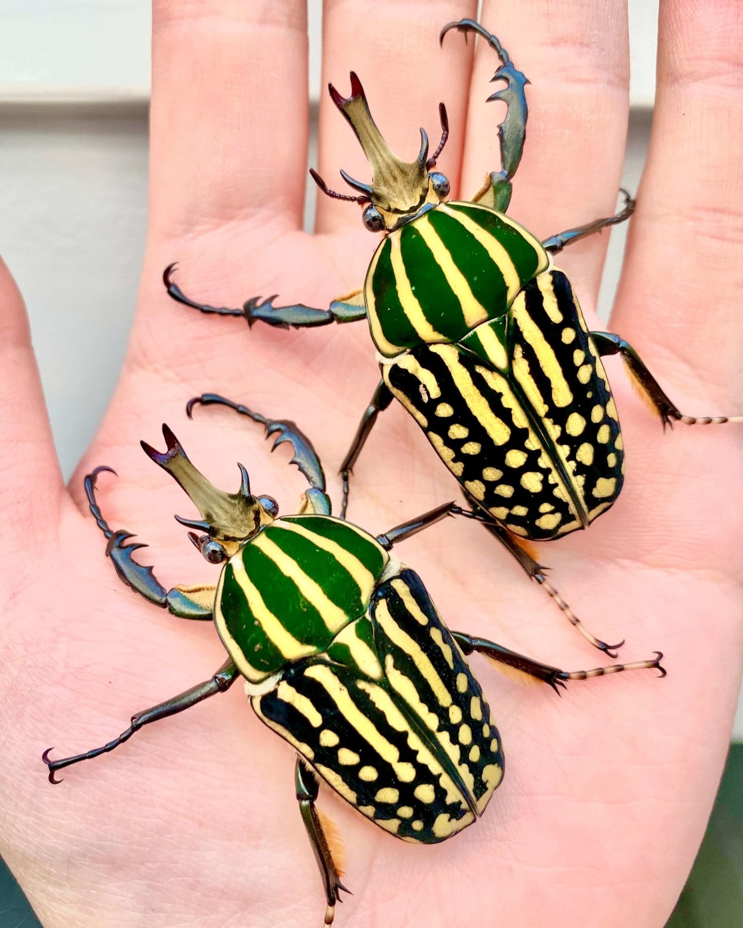 ⨂ Larvae - Giant Flower Beetle, (Mecynorrina savagei) - Richard’s Inverts