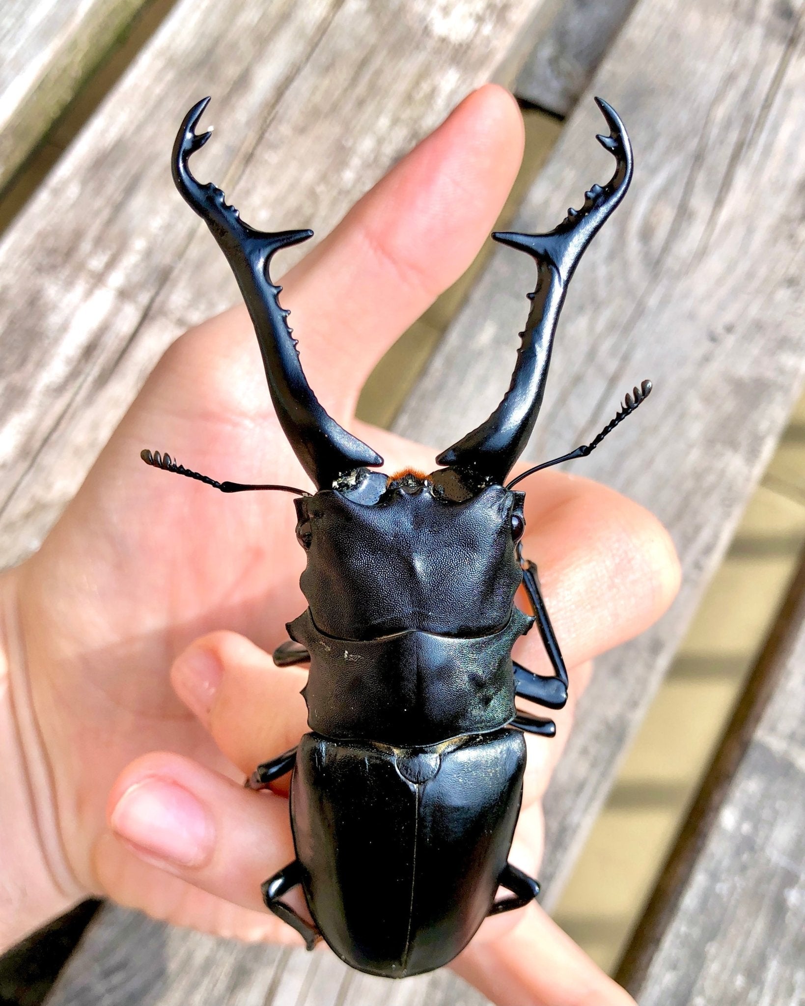 Larvae - Giraffe Stag Beetle, (Prosopocoilus giraffa) - Richard’s Inverts