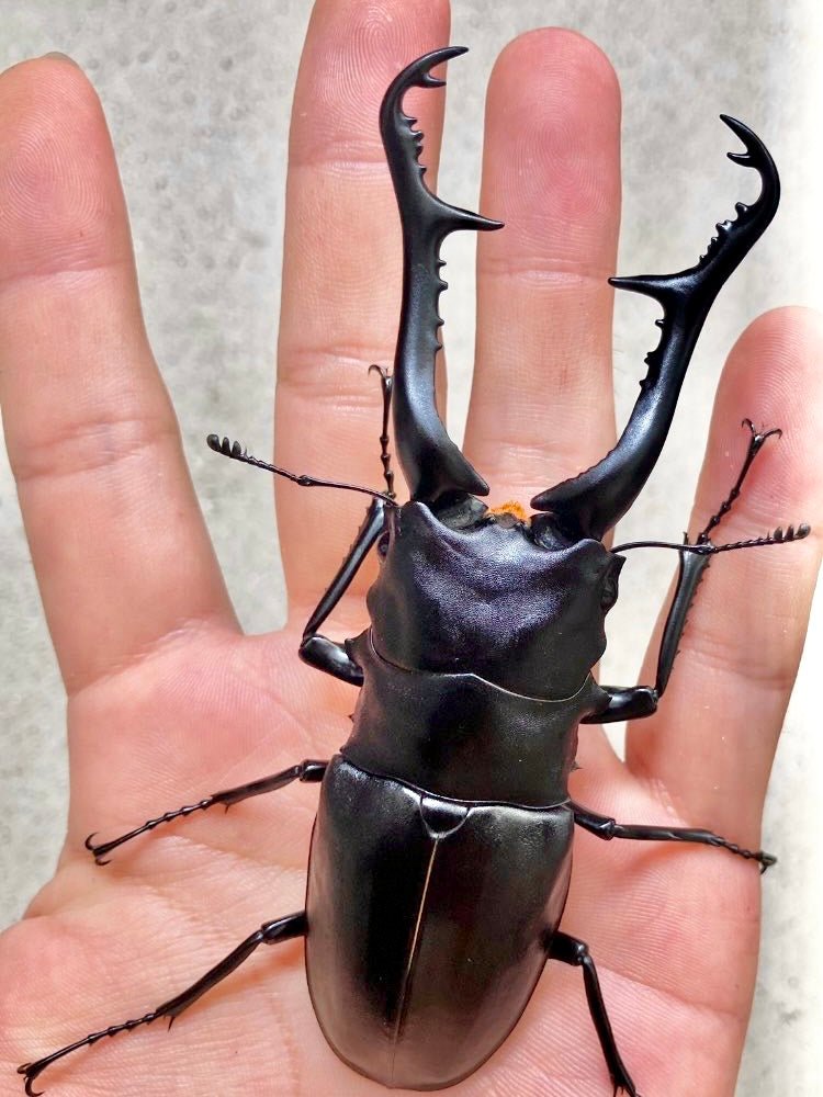 Larvae - Giraffe Stag Beetle, (Prosopocoilus giraffa) - Richard’s Inverts