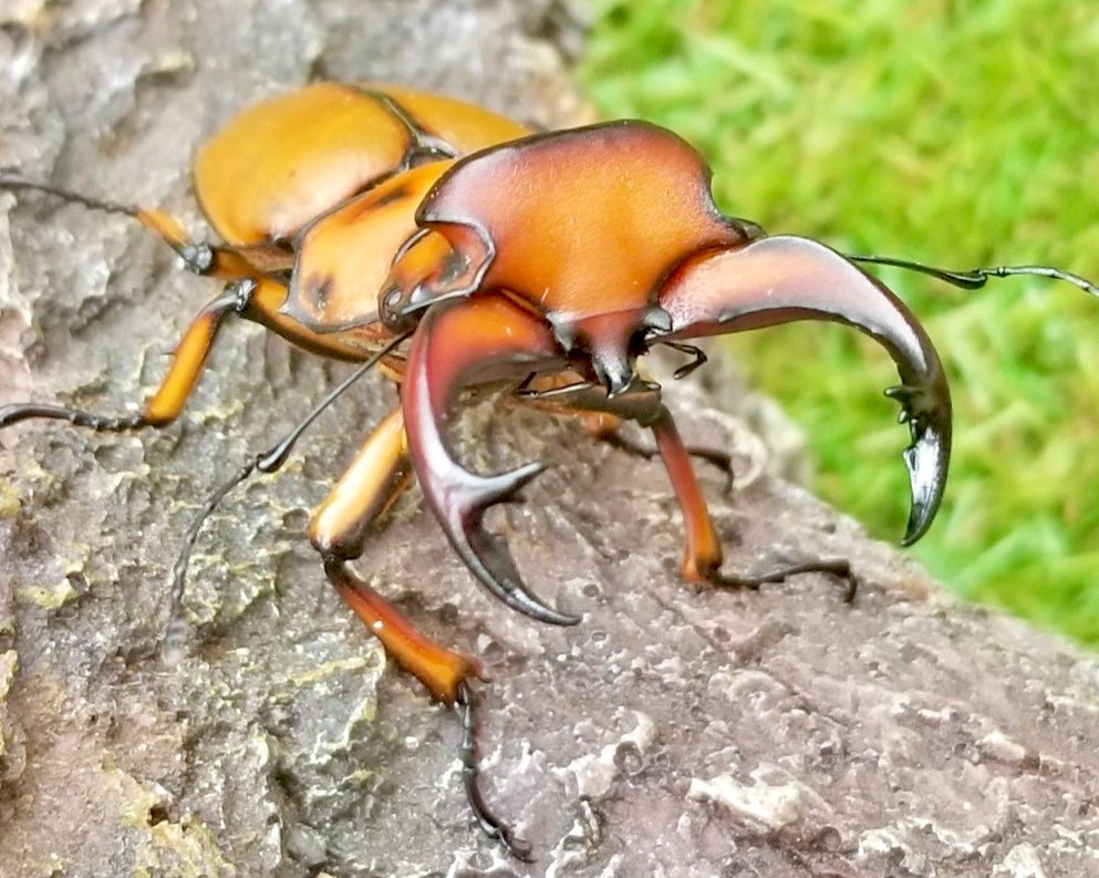 Larvae - Gladiator Stag Beetle, (Homoderus gladiator) - Richard’s Inverts