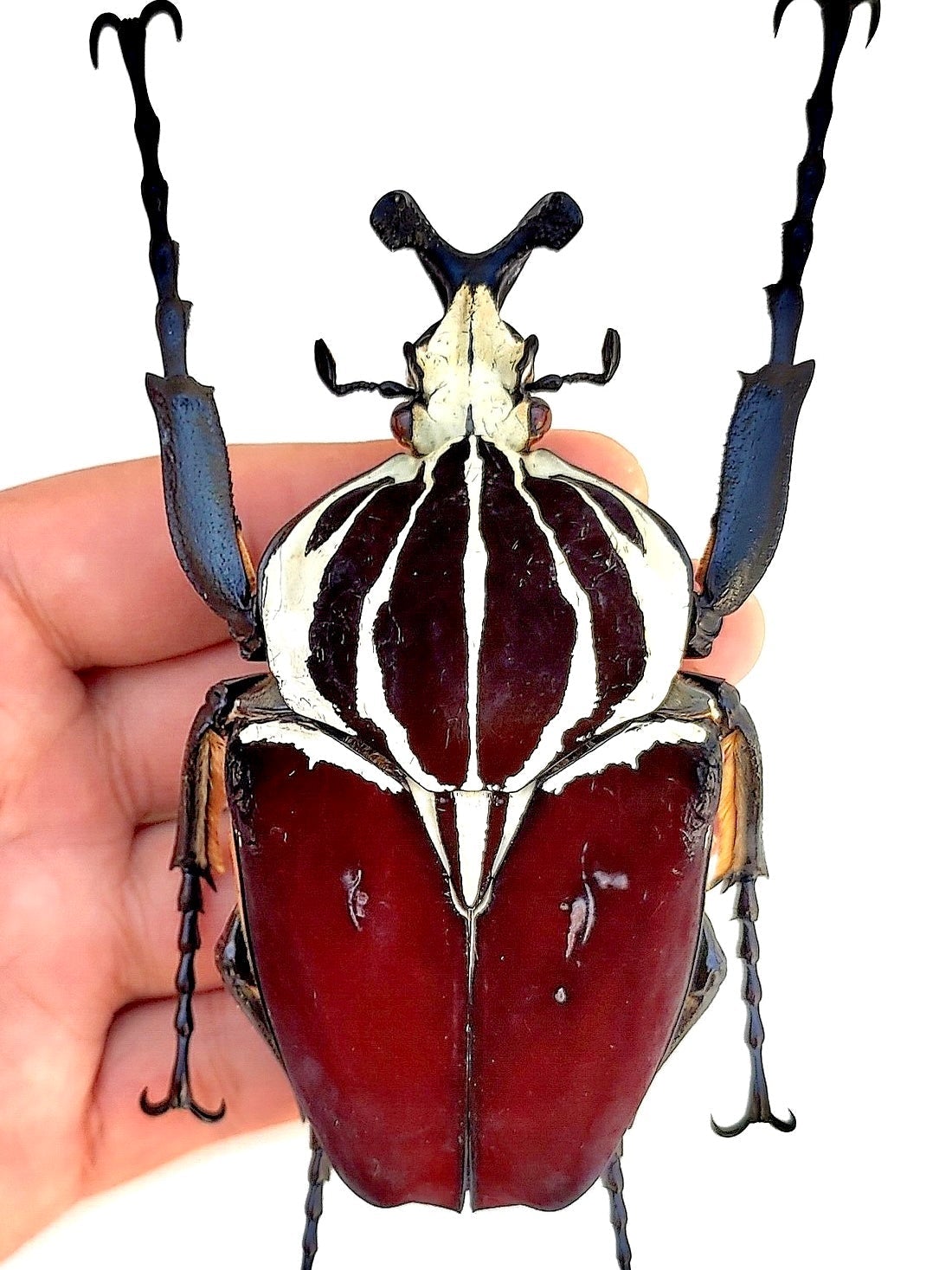 Larvae - Goliath Flower Beetle, (Goliathus goliatus) - Richard’s Inverts