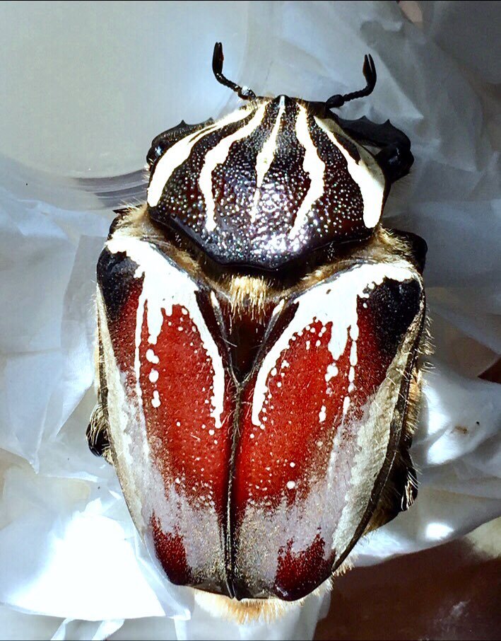 Larvae - Goliath Flower Beetle, (Goliathus goliatus) - Richard’s Inverts