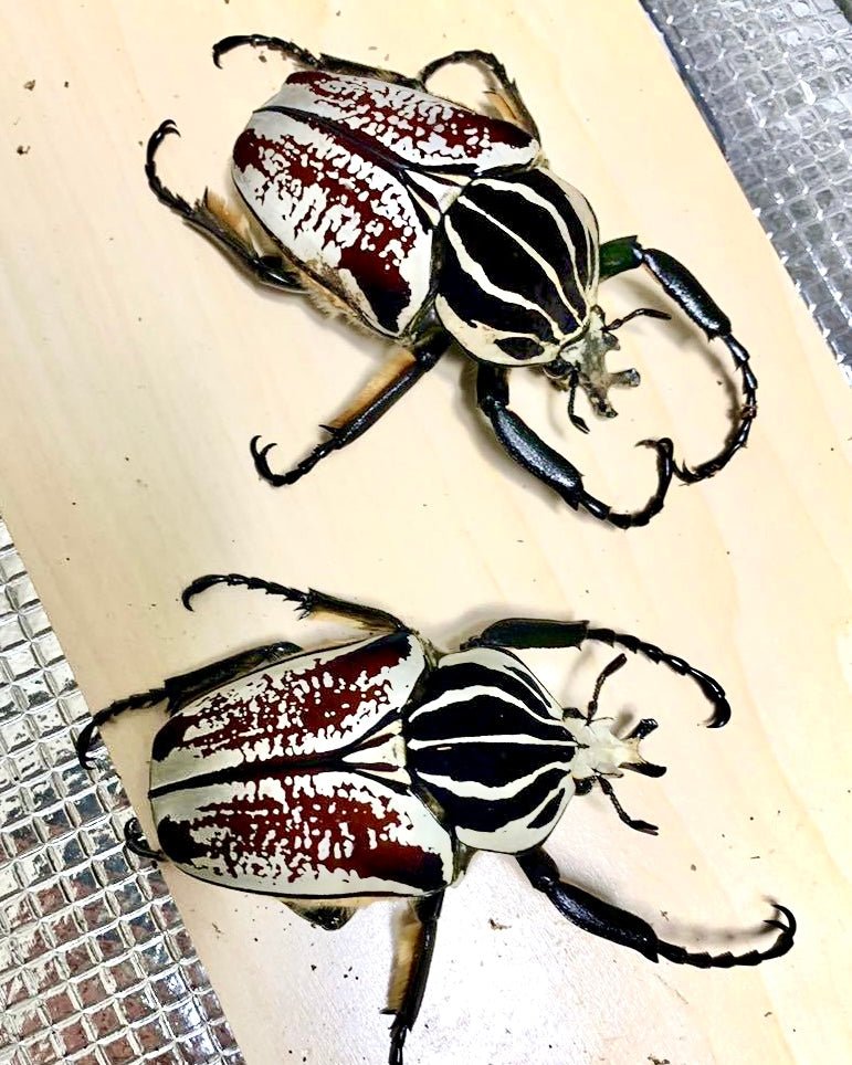 Larvae - Goliath Flower Beetle, (Goliathus goliatus) - Richard’s Inverts