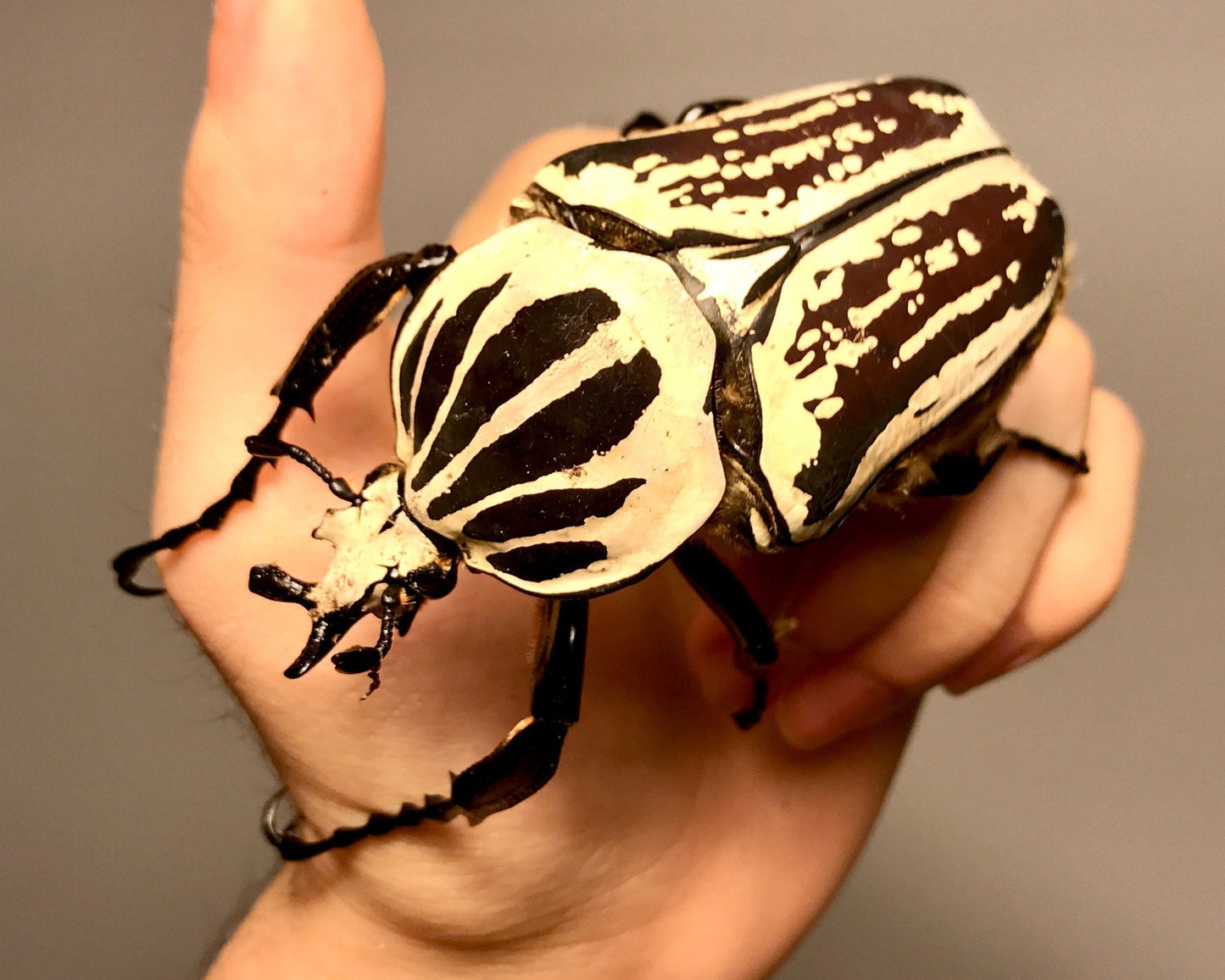 Larvae - Goliath Flower Beetle, (Goliathus orientalis) - Richard’s Inverts