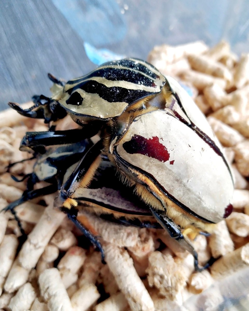 Larvae - Goliath Flower Beetle, (Goliathus quadrimaculatus) - Richard’s Inverts