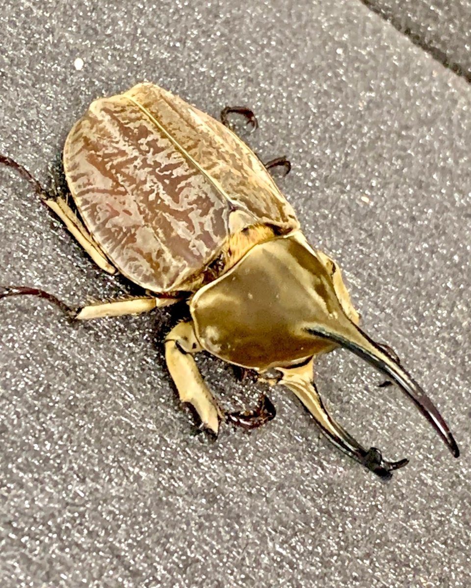 Larvae - Grand Velvet Rhino Beetle, (Spodistes grandis) - Richard’s Inverts
