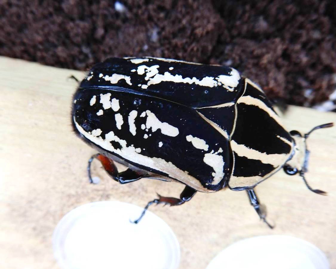 ⨂ Larvae - "Great White" Giant Flower Beetle, (Mecynorrhina ugandensis) - Richard’s Inverts