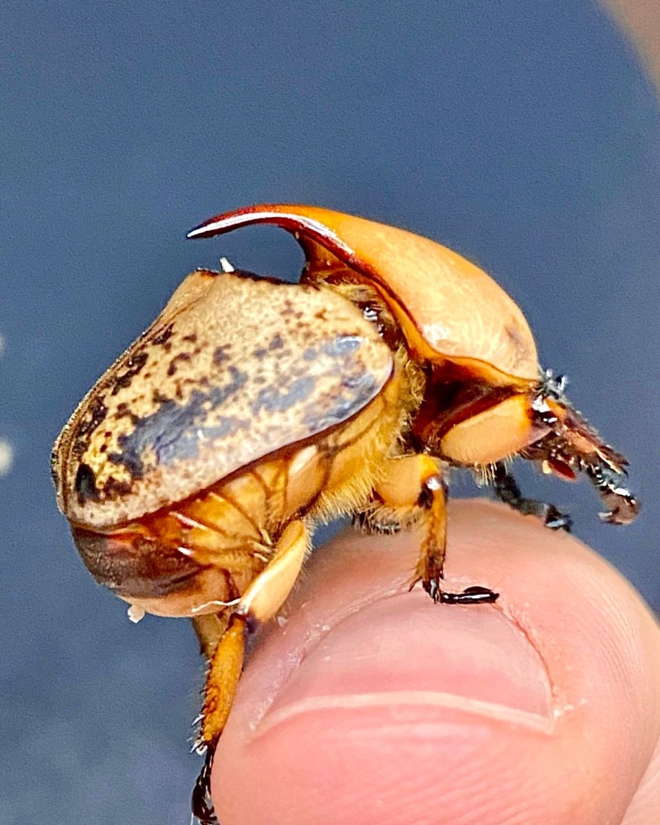 Larvae - Helmet Flower Beetle, (Peperonota harringtoni) - Richard’s Inverts
