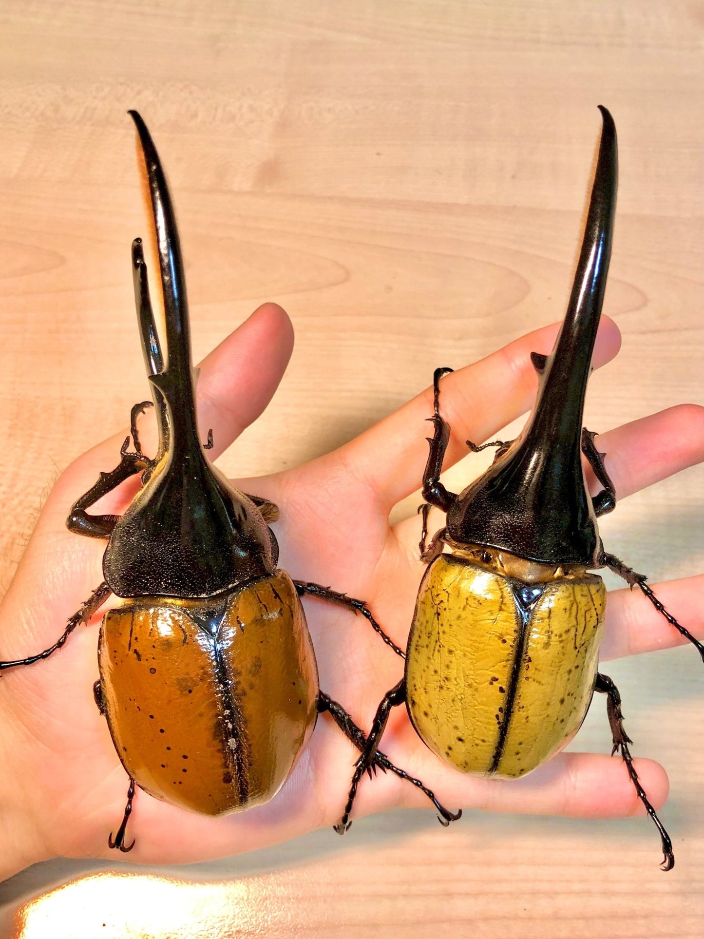 Larvae - Hercules Rhino Beetle, (Dynastes hercules) - Richard’s Inverts
