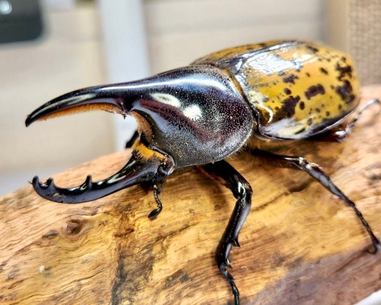 Larvae - Hercules Rhino Beetle, (Dynastes reidi) - Richard’s Inverts