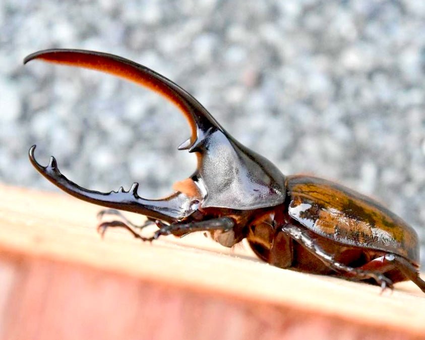 Larvae - Hercules Rhino Beetle, (Dynastes septentrionalis) - Richard’s Inverts