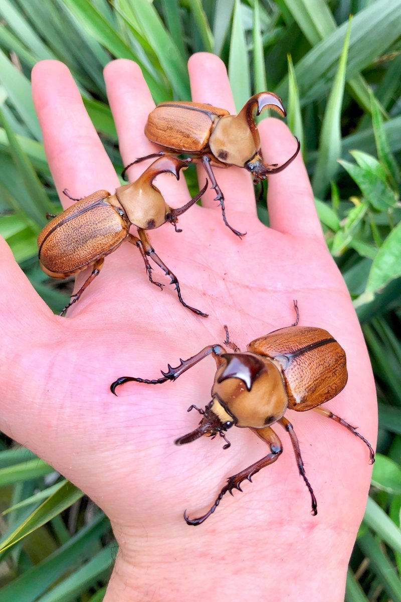 Larvae - Hooded Rhino Beetle, (Golofa claviger) - Richard’s Inverts