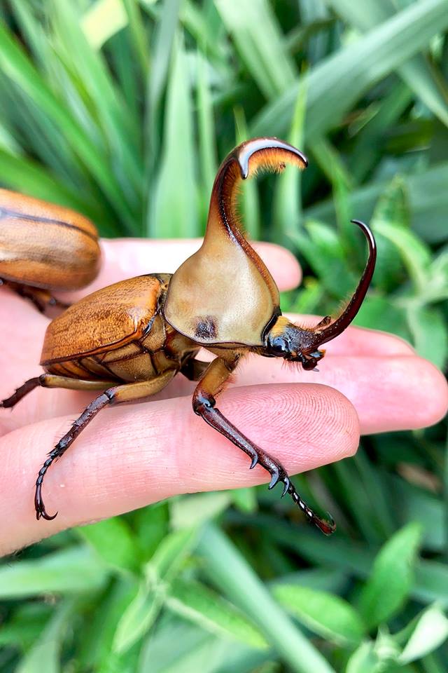 Larvae - Hooded Rhino Beetle, (Golofa claviger) - Richard’s Inverts