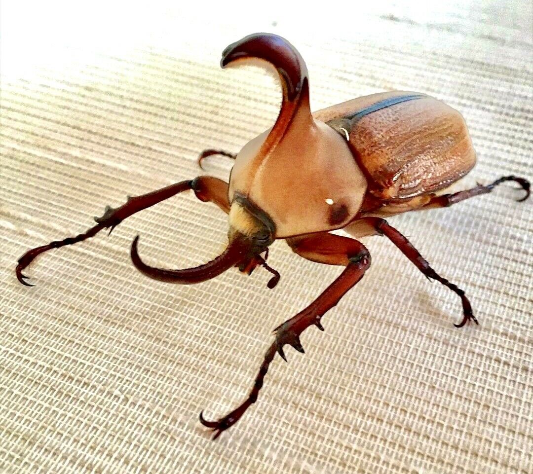 Larvae - Hooded Rhino Beetle, (Golofa claviger) - Richard’s Inverts