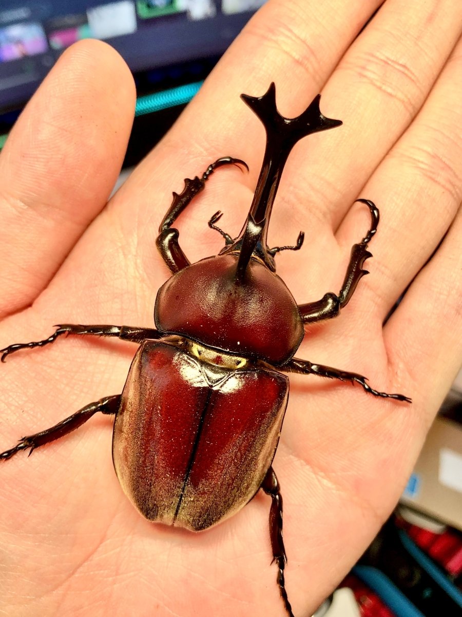 Larvae - Japanese Rhino Beetle, (Trypoxylus tsunobosonis) - Richard’s Inverts