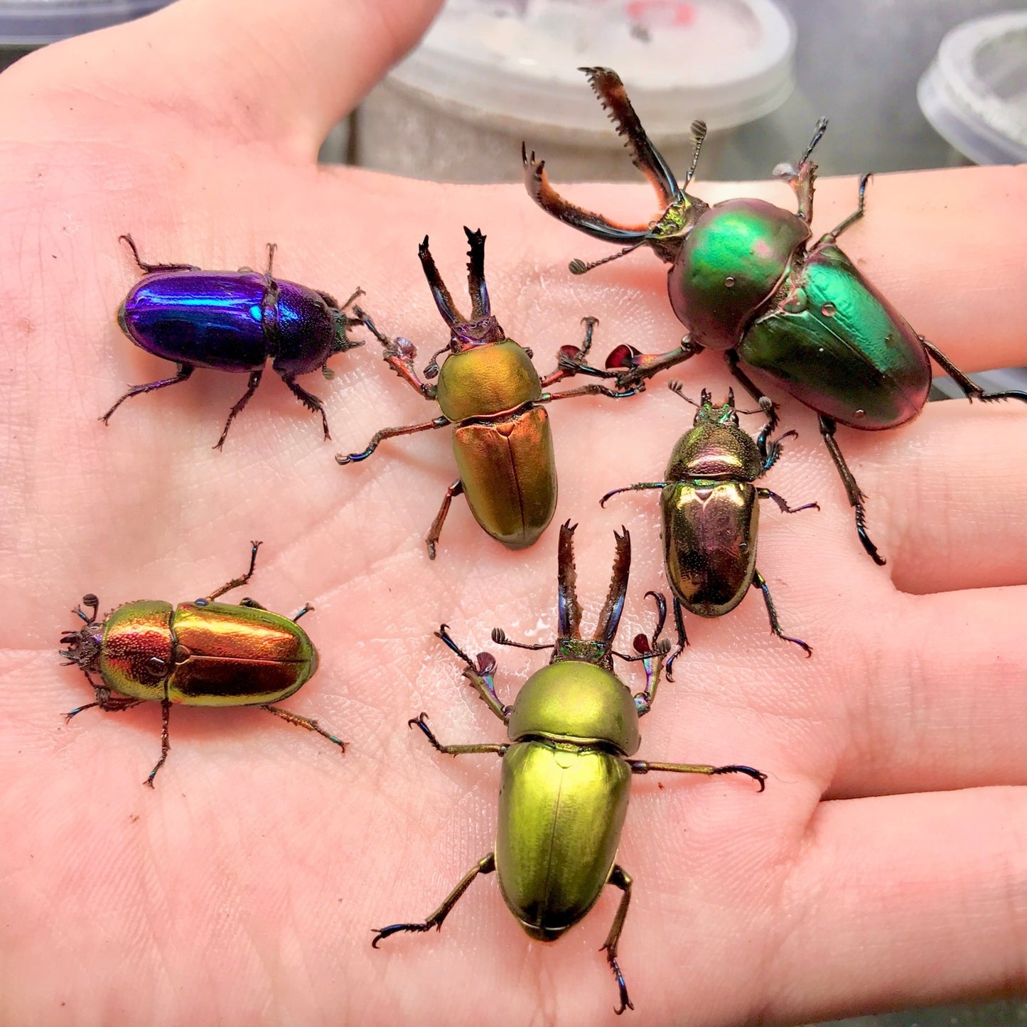 Larvae - Jewel Stag Beetle, (Lamprima adolphinae) - Richard’s Inverts