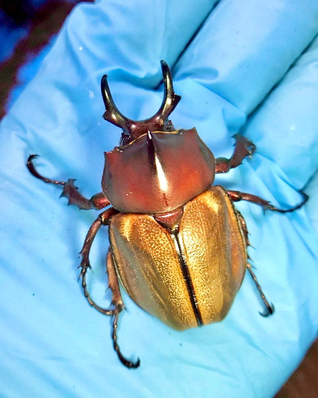 Larvae - Margarita Rhino Beetle, (Agaocephala margaridae) - Richard’s Inverts