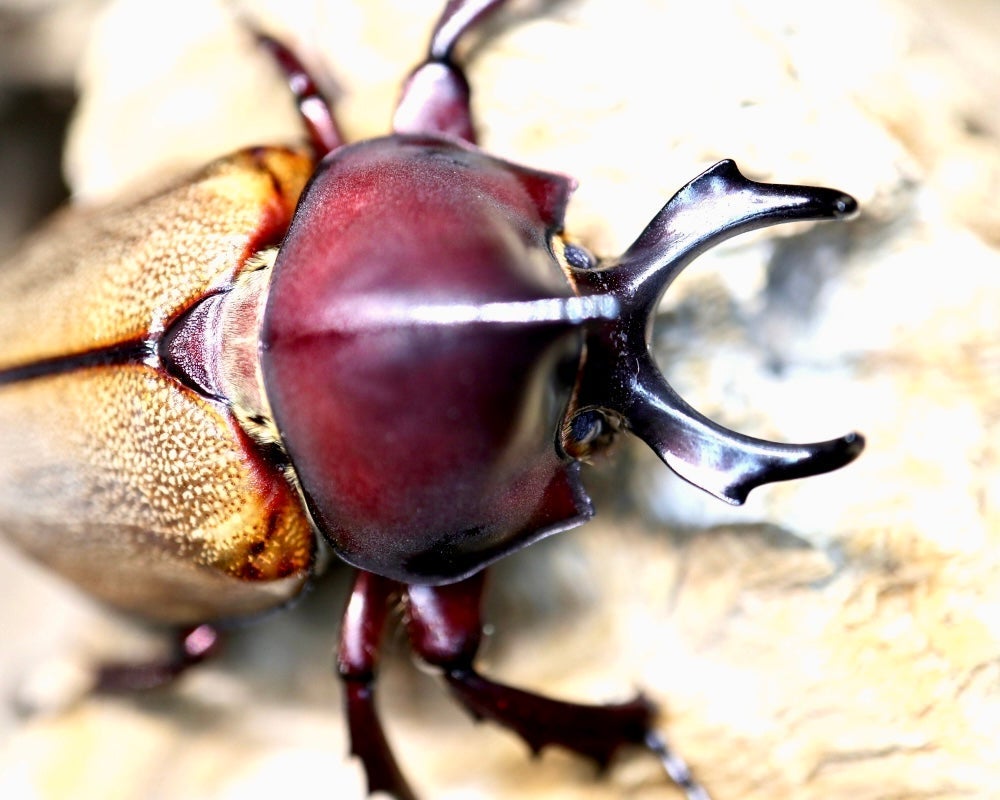 Larvae - Margarita Rhino Beetle, (Agaocephala margaridae) - Richard’s Inverts