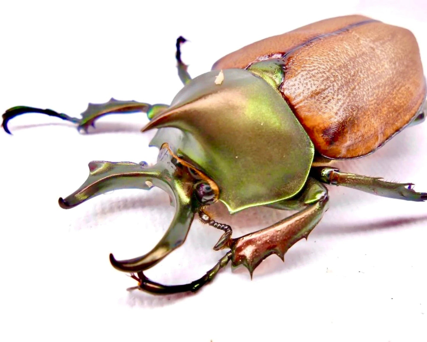 Larvae - Margarita Rhino Beetle, (Agaocephala margaridae) - Richard’s Inverts
