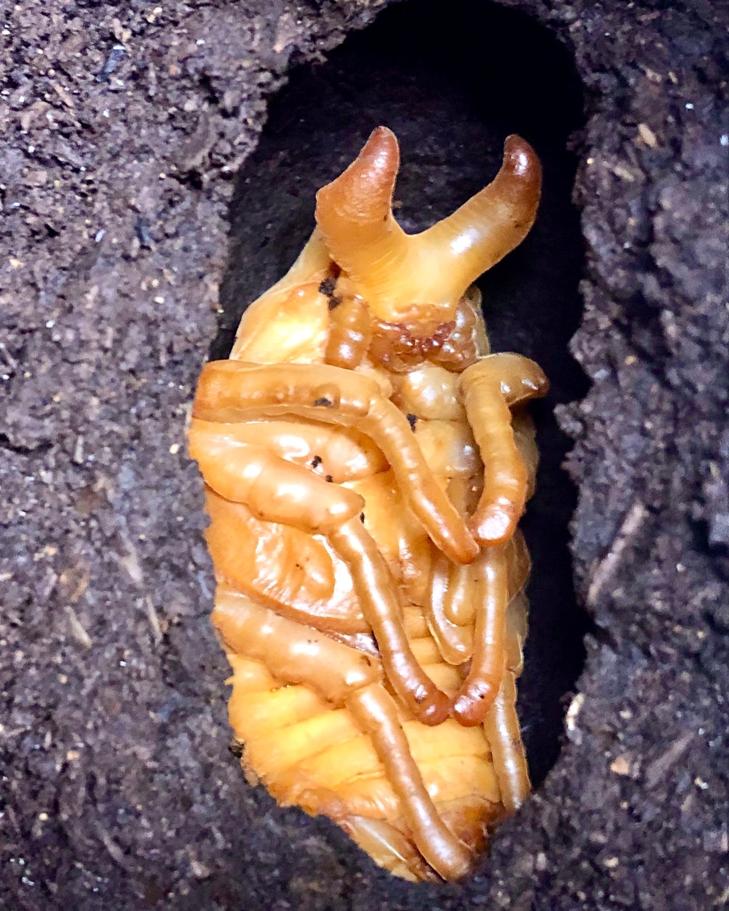 Larvae - Margarita Rhino Beetle, (Agaocephala margaridae) - Richard’s Inverts