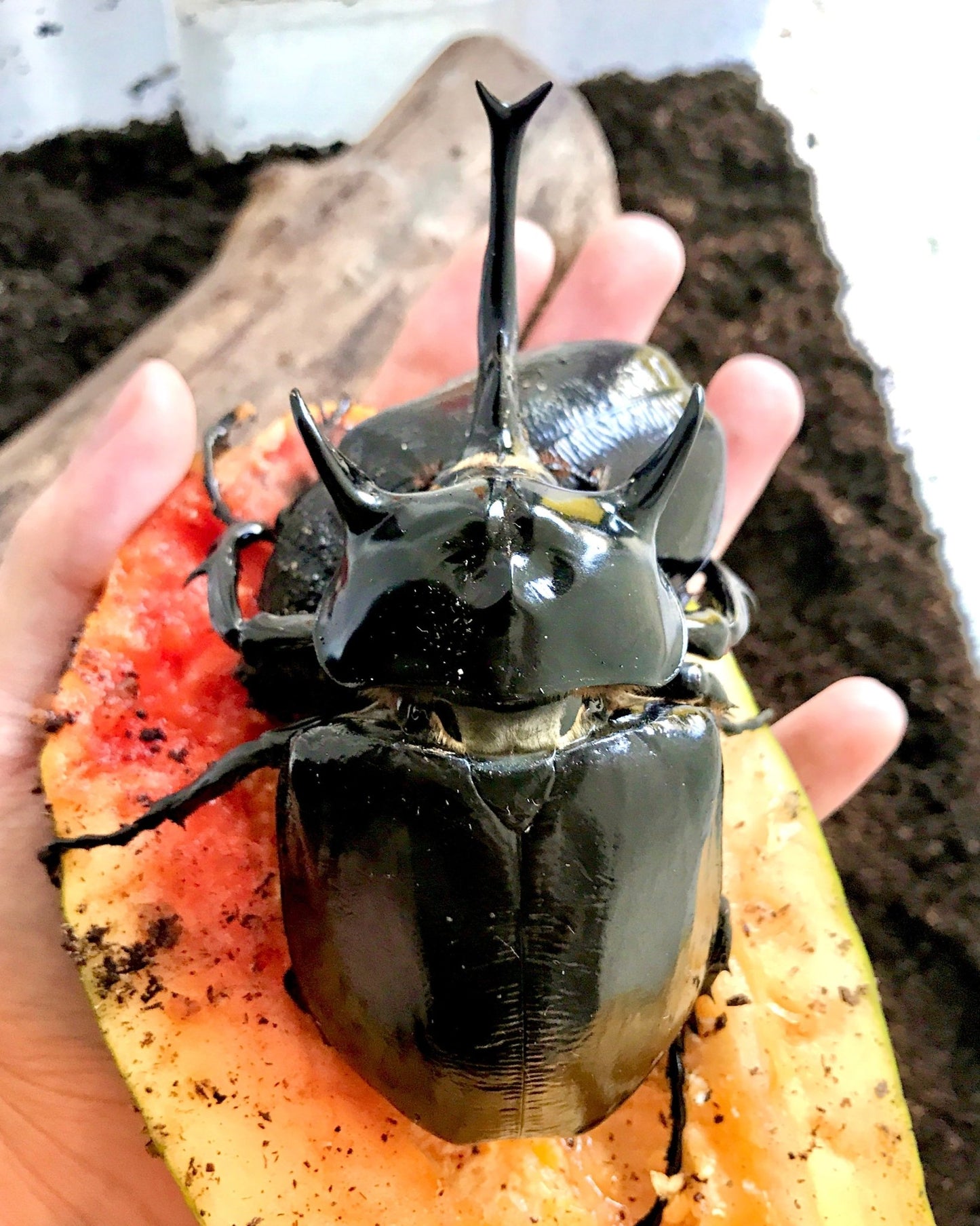 Larvae - Mars Rhino Beetle, (Megasoma mars) - Richard’s Inverts