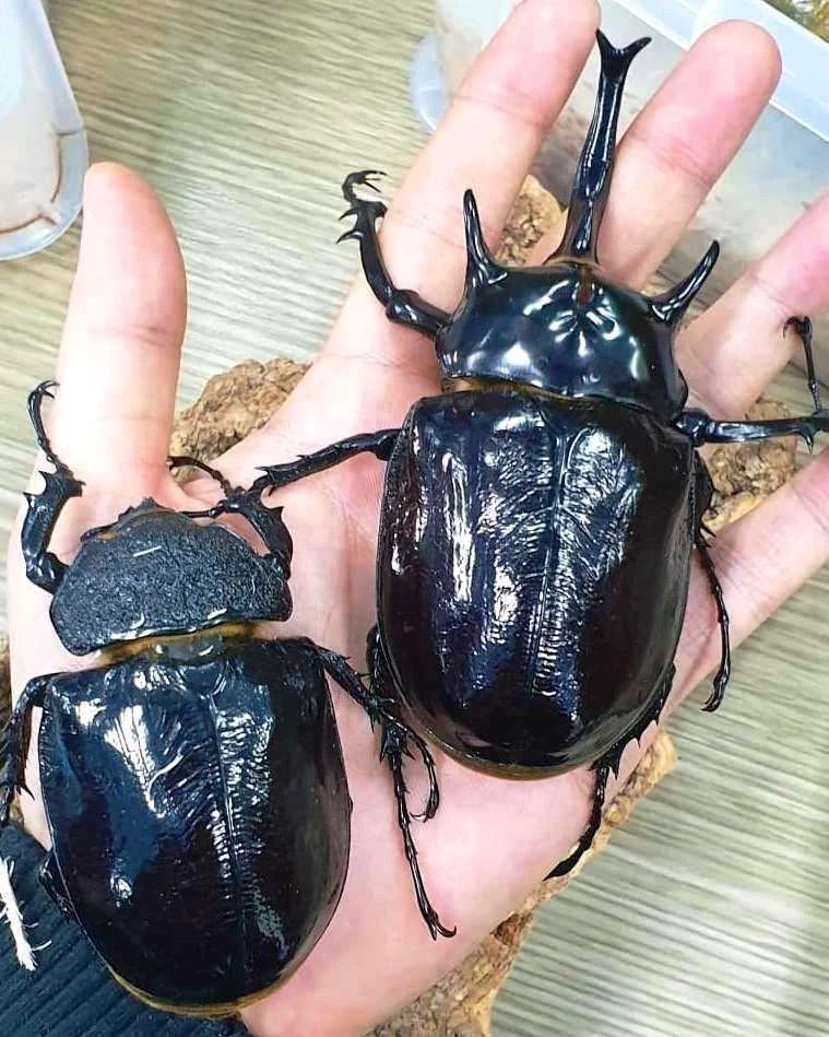 Larvae - Mars Rhino Beetle, (Megasoma mars) - Richard’s Inverts