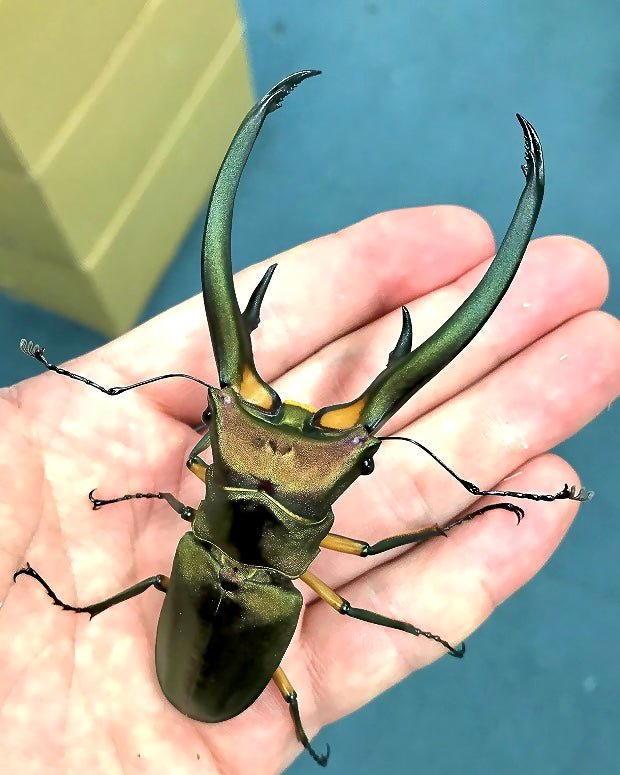 Larvae - Metallic Elaphus Stag Beetle, (Cyclommatus elaphus) - Richard’s Inverts